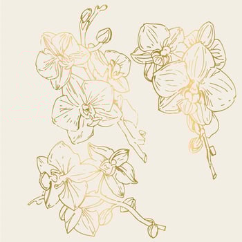 Vector flower of orchid. Ink illustration isolated.