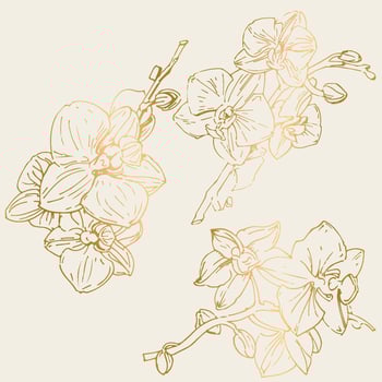 Vector flower of orchid. Ink illustration isolated.
