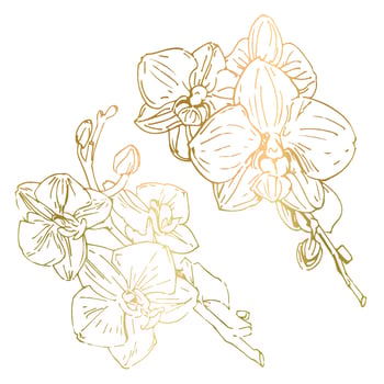 Vector flower of orchid. Ink illustration isolated.