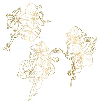 Vector flower of orchid. Ink illustration isolated.
