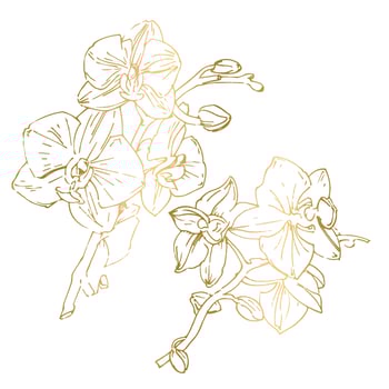 Vector flower of orchid. Ink illustration isolated.