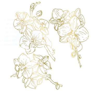 Vector flower of orchid. Ink illustration isolated.