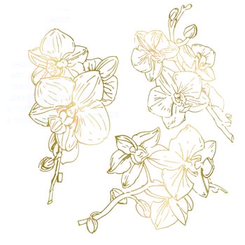 Vector flower of orchid. Ink illustration isolated.