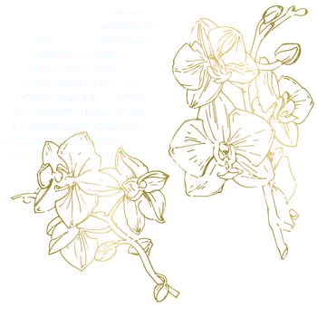 Vector flower of orchid. Ink illustration isolated.