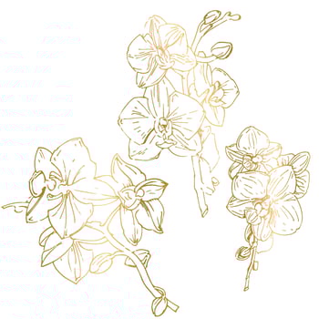 Vector flower of orchid. Ink illustration isolated.