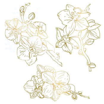 Vector flower of orchid. Ink illustration isolated.