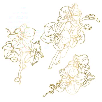 Vector flower of orchid. Ink illustration isolated.
