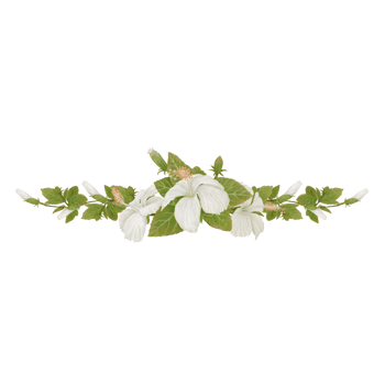 Hibiscus Bouquet in Watercolor with a Curve Decoration png