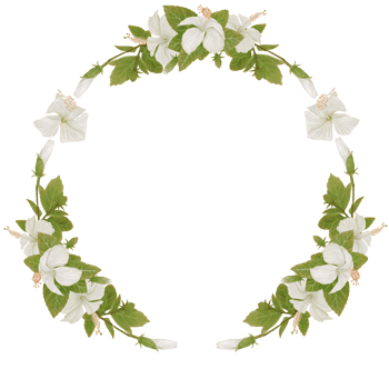 Wreath of Tropical Flowers in Hibiscus Watercolor png
