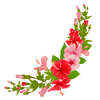 Hibiscus Bouquet in Watercolor with a Curve Decoration png