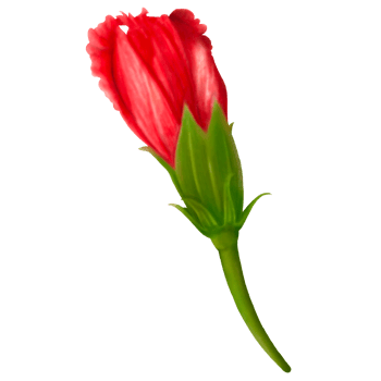Watercolor of Red Hibiscus Flower Buds, Side View png