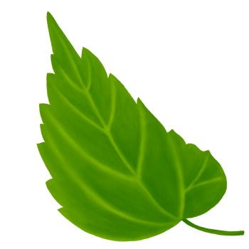 Watercolor of Hibiscus Leaves png