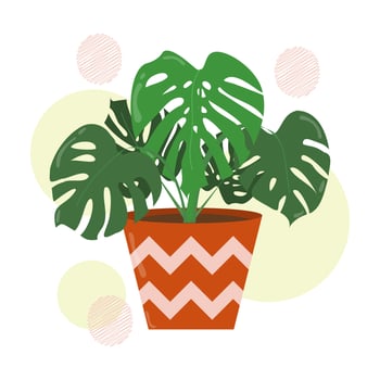Hand drawn monstera leaves or swiss cheese plants in a ceramic pot. Isolated house plants for interior background. vector