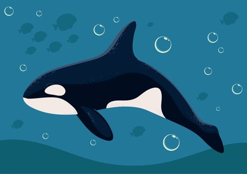 orca whale marine life vector