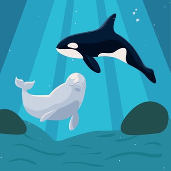 beluga and orca whales vector