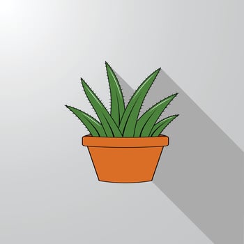 Realistic Aloe Vera Plant in Ceramic Pot with lighting and shadow vector