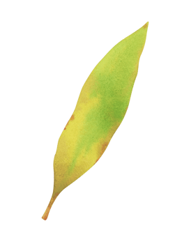 Watercolor design elements of green leaves. Botanic illustration. png