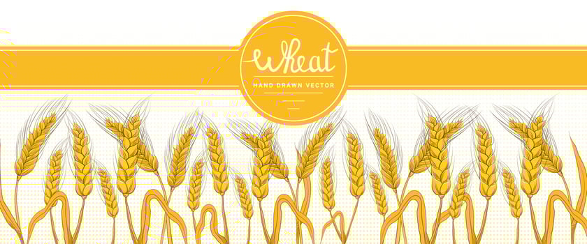Wheat harvest horizontal banner in hand drawn style on white background for bakery shop or farm lifestyle concept, organic flour packaging design vector