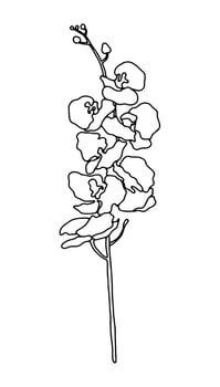 Vector illustration of hand drawn sweet orchid flower twig. Ink drawing, graphic style, beautiful floral design element.