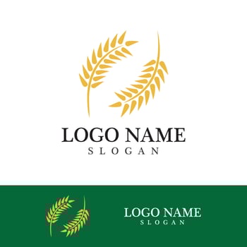 Agriculture wheat vector