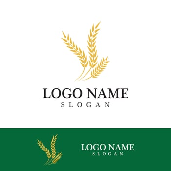 Agriculture wheat vector