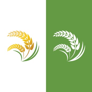 Agriculture wheat vector