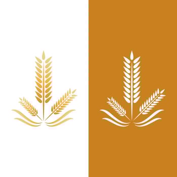 Agriculture wheat vector