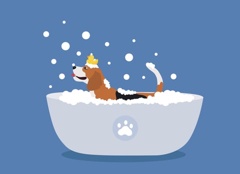 Dog grooming. Vector illustration for pet care salon. Grooming pets in cartoon style. Cute beauty salon for dogs, laundry, pet grooming. A cute beagle is taking a bubble bath.
