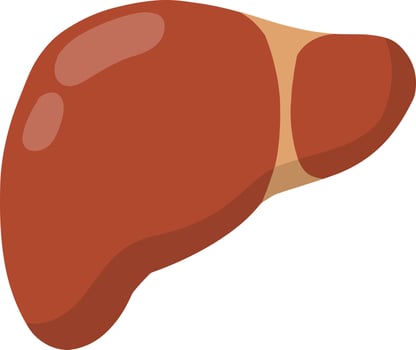 Healthy liver. Red internal human organ. Medicine and analysis. Cartoon flat illustration vector