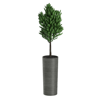 green tropical houseplant in a pot isolated on transparent background png
