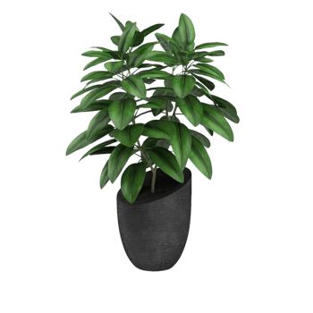 green tropical houseplant in a pot isolated on transparent background png