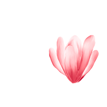 watercolor cherry blossoms png