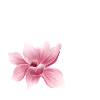 watercolor cherry blossoms png