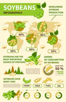 Soy and soybean infographics, beans production vector