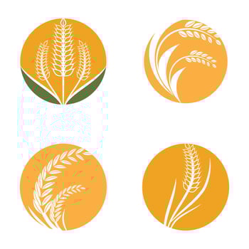 Wheat Logo template vector illustration design