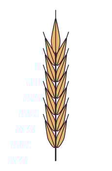 barley spike doodle style vector