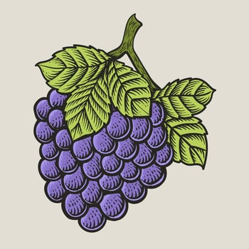 Illustration vintage grape fruit with engraving style vector