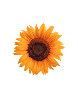 perfect blooming sunflower with transparent background suitable for editing for various purposes, PNG