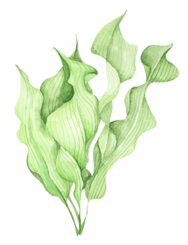 Seaweeds. Underwater ocean plants, sea coral elements. Watercolor illustration. png