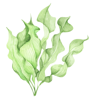 Seaweeds. Underwater ocean plants, sea coral elements. Watercolor illustration. png