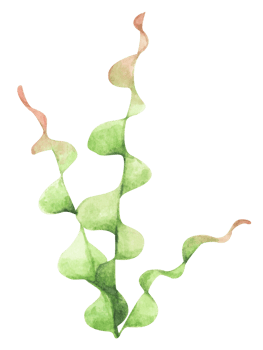Seaweeds. Underwater ocean plants, sea coral elements. Watercolor illustration. png