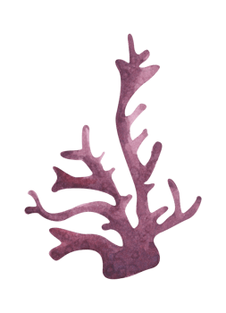Seaweeds. Underwater ocean plants, sea coral elements. Watercolor illustration. png