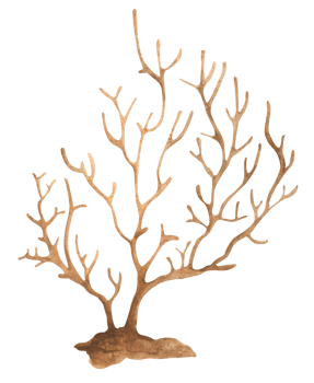 Seaweeds. Underwater ocean plants, sea coral elements. Watercolor illustration. png