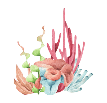 Seaweeds. Underwater ocean plants, sea coral elements. Watercolor illustration. png