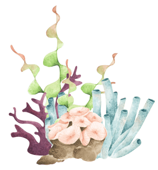 Seaweeds. Underwater ocean plants, sea coral elements. Watercolor illustration. png