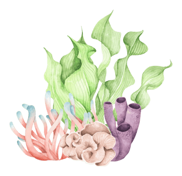 Seaweeds. Underwater ocean plants, sea coral elements. Watercolor illustration. png