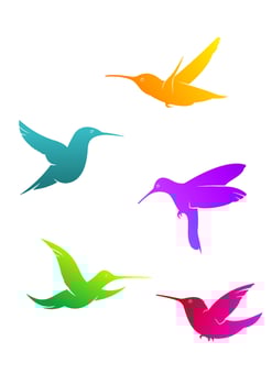 Colorful flying hummingbirds vector