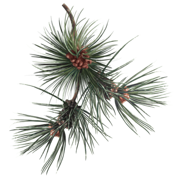 coniferous pine tree with cones, botanical illustration png