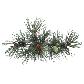 pine tree with cones, evergreen spruce botanical illustration png