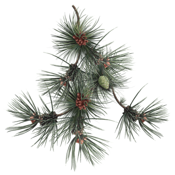 coniferous tree with cones, pine tree illustration png